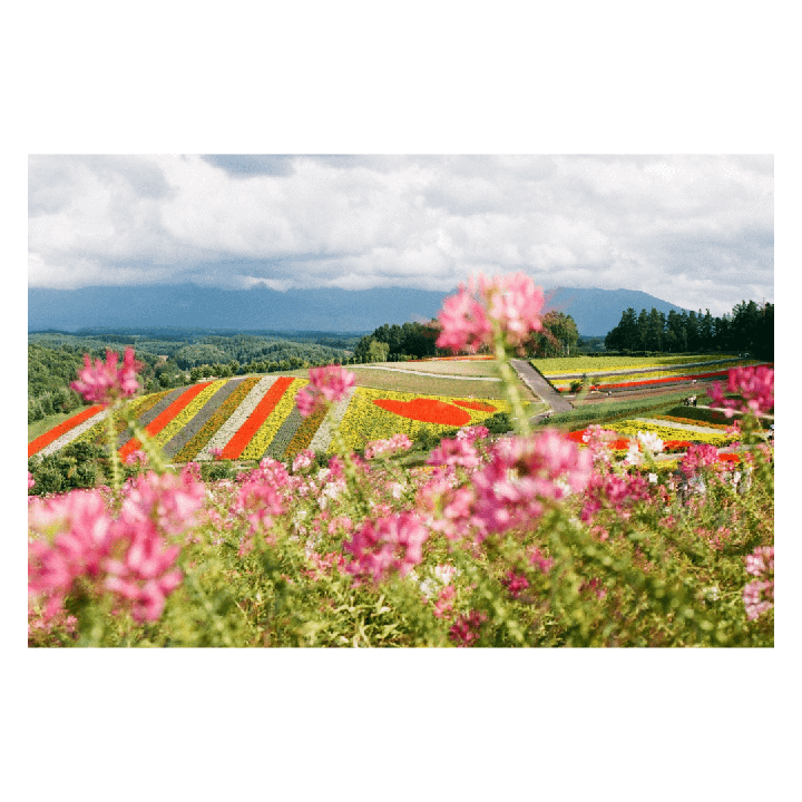 Hokkaido, Japan on Fujicolor 100