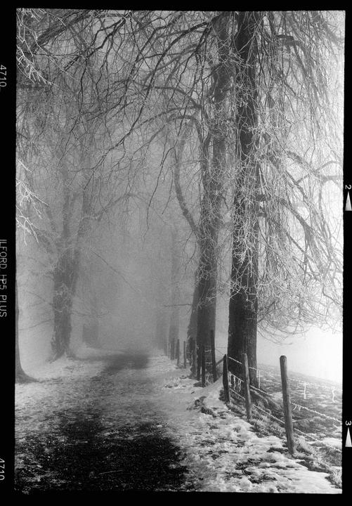 winter days [Fuji GW690, 90mm, Ilford HP5]