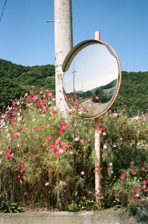 A convex mirror reflects a road and power lines, surrounded by pink and red cosmos flowers and green foliage under a clear blue sky.