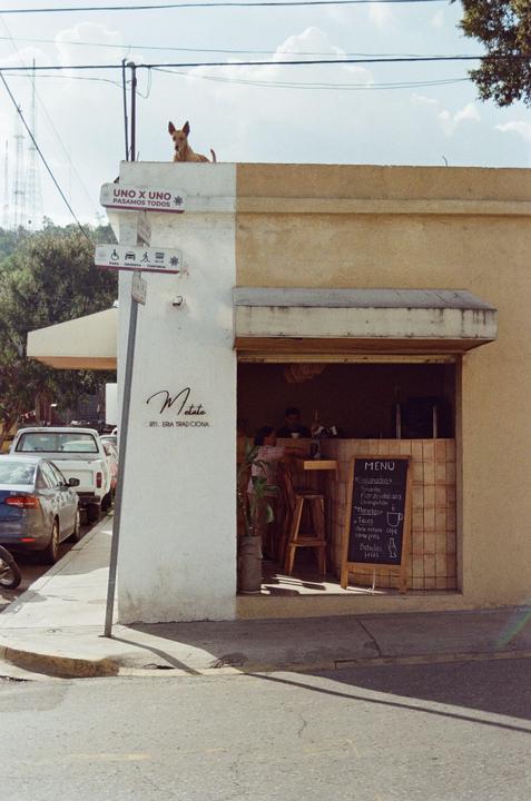 A dog stands on the roof of a building with a cafe on the ground floor and cars parked on the street.