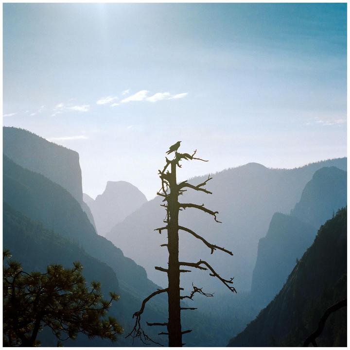 Crow & Yosemite Valley | Hasselblad 501cm | Portra 400