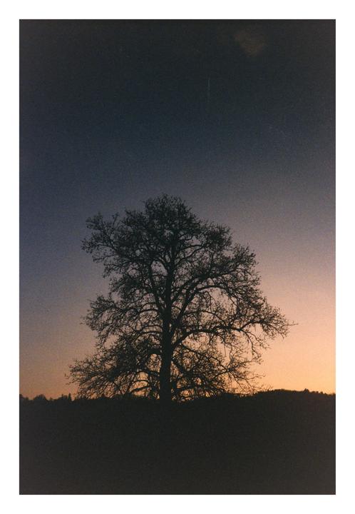 A silhouetted tree stands against a gradient sky at dusk.
