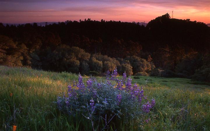 Wildflowers at sunset. Nikon N80, nikkor 28mm, Kodak e100