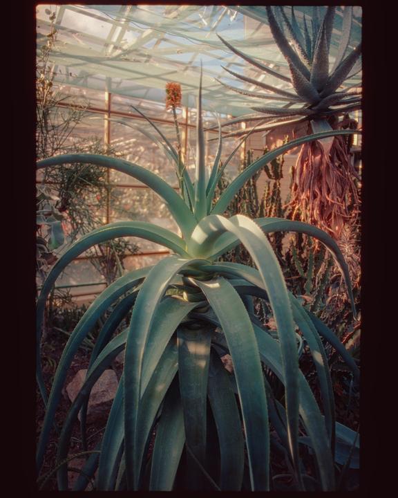 🌿🌿🌿 // Kodak Ektar 100 // Olympus OM-1n // Zuiko 50mm f/1.8