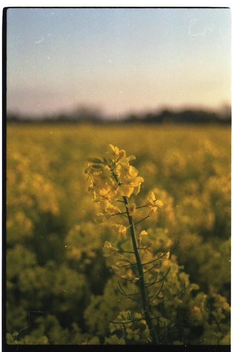Yellow rape field, kodak colorplus 200, Revue 50mm f1.8