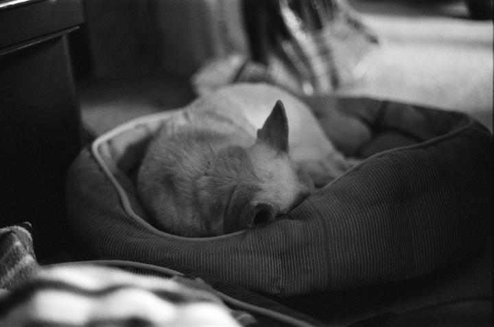 Let sleeping dogs lie | CineStill BwXX