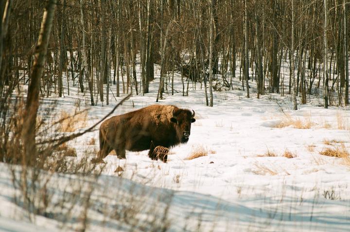 Plains bison. Nikkormat EL w/ Nikkor-q 200mm f/4