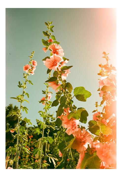 Hollyhocks | Fujica GSW 690 II | Aerocolor 2460