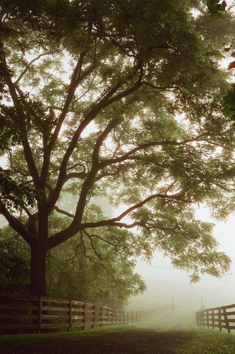 A large tree with green leaves hangs over a dirt road with wooden fences on either side, disappearing into a thick fog.
