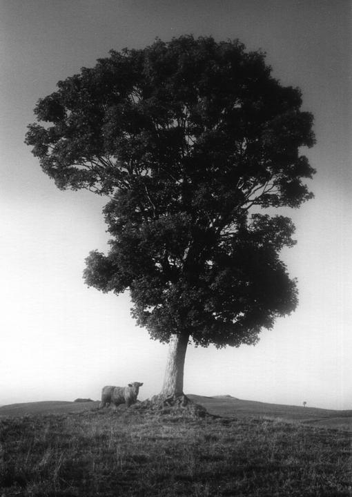 Auvergne, France [Rollei 35S, Trix400]