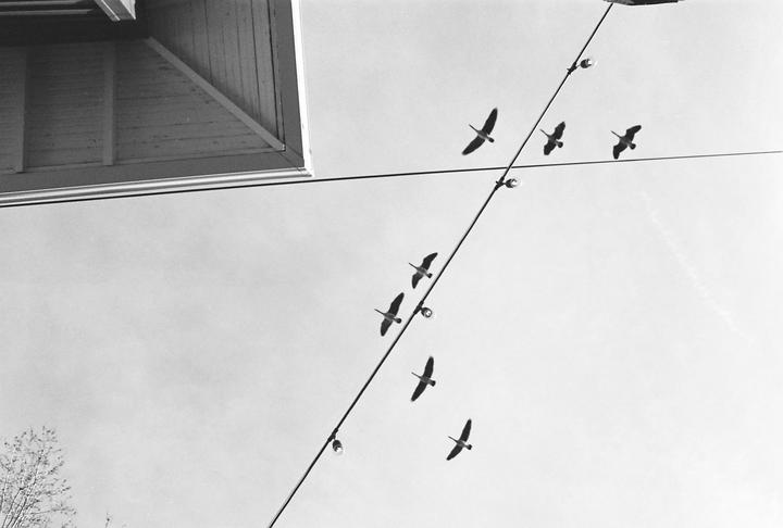 Lucky Shot | Canon A-1 | Kodak Tri-X 400