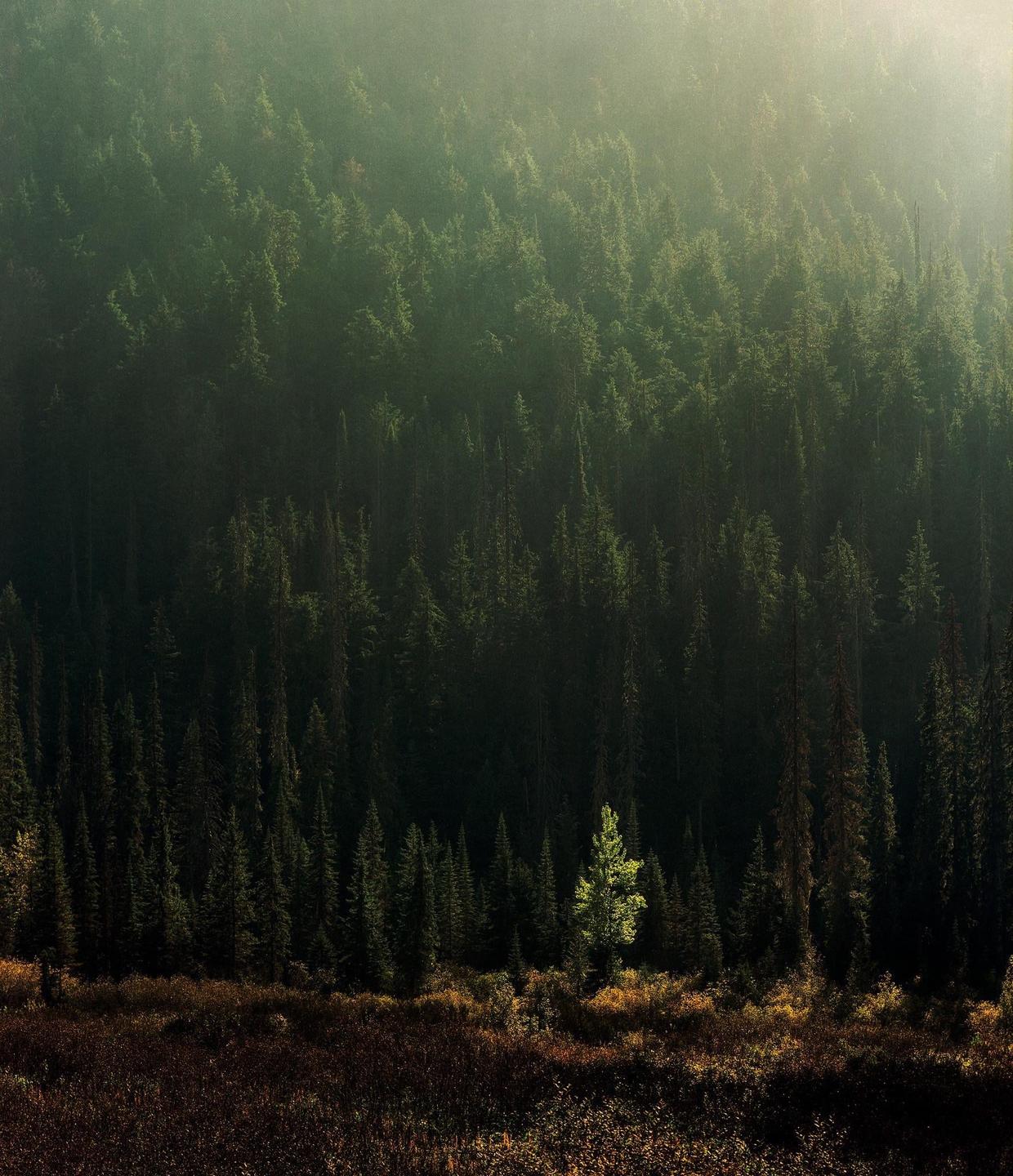 image 35692 by Bugbearphotographer