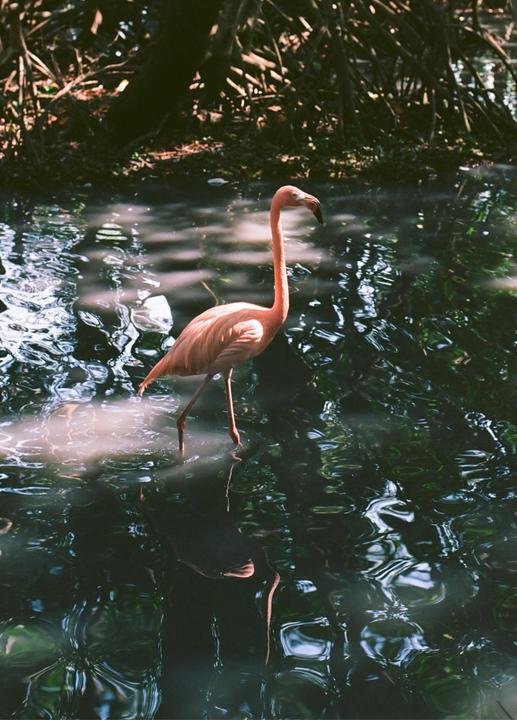 Flamingo in Cartagena - Canon AE1, 50mm 1.4, Kodak Gold 200
