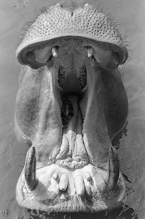 Ayy feed me [Nikon U / Sigma 150-500mm /Kodak Double X ]