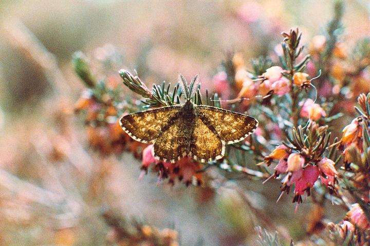 Golden Butterfly - Pentax K2, 50mm f1.2, Portra 800