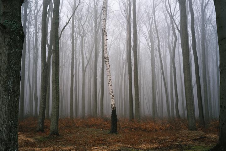 A lonely birch tree / Leica M7, Ektar 100