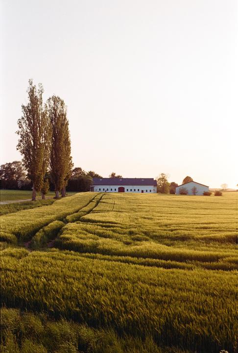 Danish Fields [Nikon FE2, Nikon 50mm F1.8, Kodak Gold 200]