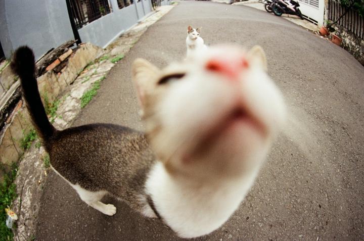 Fisheye lens + cats= silly photos [Rollei SL35E, Zeiss 16mm f2.8 F-Distagon HFT, Fuji 200]