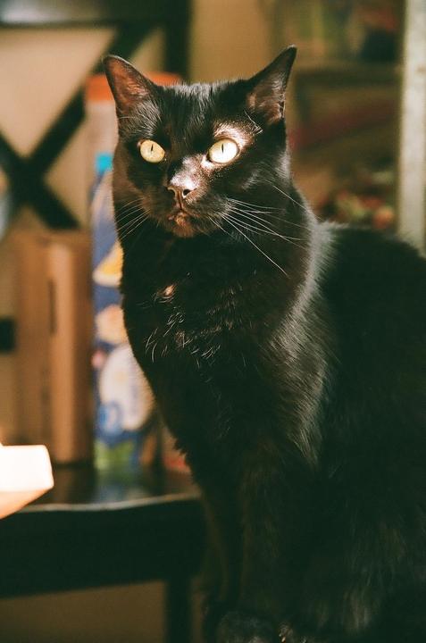 Just my cat