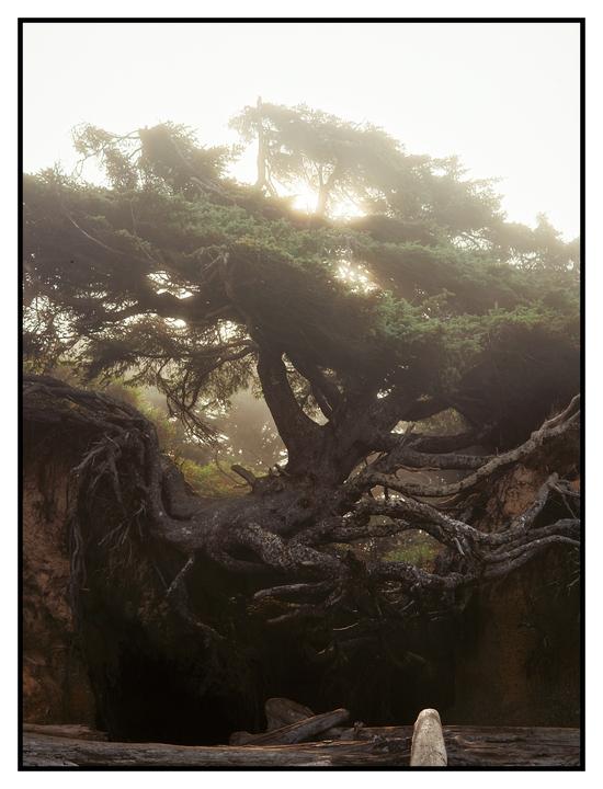 Tree of Life (Fujifilm GW690 Ektar 100)