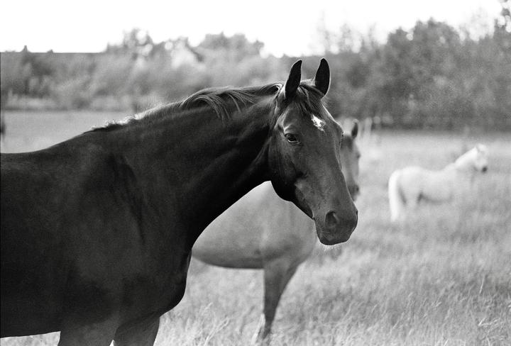 First time developing with Rodinal - Nikon F3, 50mm f1.4 lens, Ilford FP4