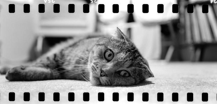 A cat with wide eyes lies on a carpeted floor, with film sprockets visible at the top and bottom of the frame.