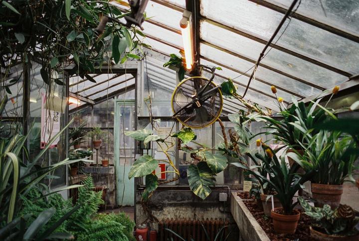 The Botanical Garden [Cinestill 400D , Nikon FM2]