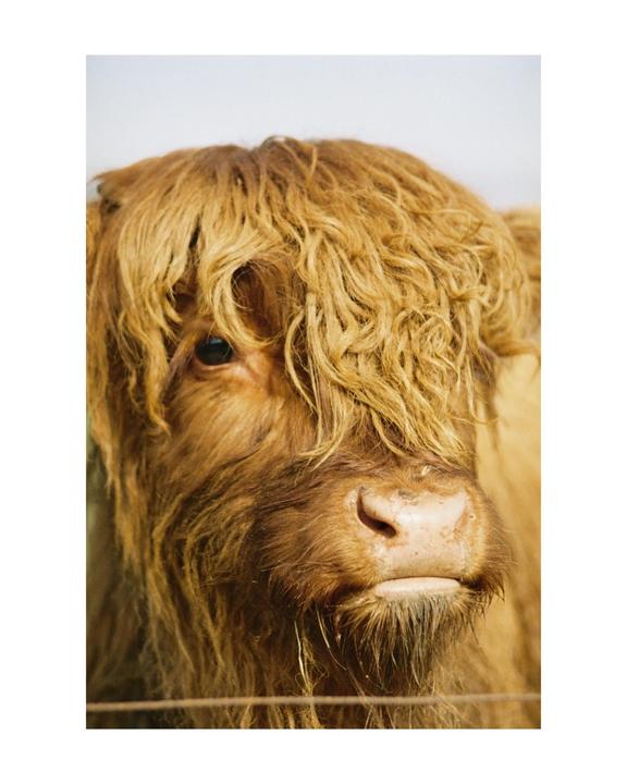 "Cow..." Taken on Nikon F3, with colour plus 200, 35mm lens