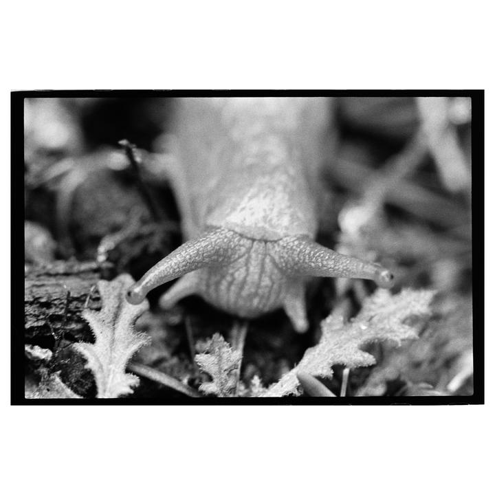 A snail with its eyestalks extended is captured in a close-up, black and white shot.