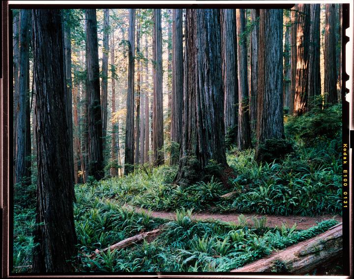 Redwoods Late Day [Intrepid 4X5 - 135 5.6 - Ektachrome]