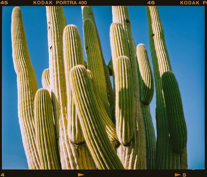 Saguaro National Park · Mamiya 7 80MM · Kodak Portra 400