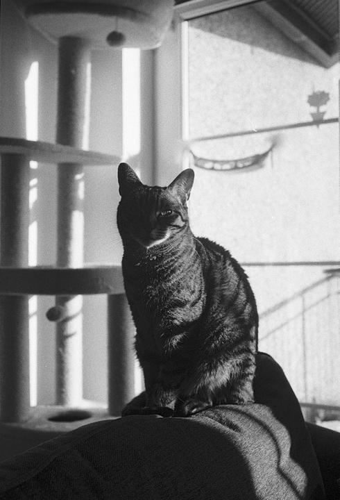 A cat sits on a couch in a sunlit room with a cat tree in the background.