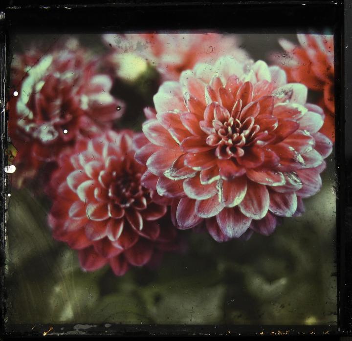 Flowers closeup, 6x6 Lippmann plate, 1h15min exposure.