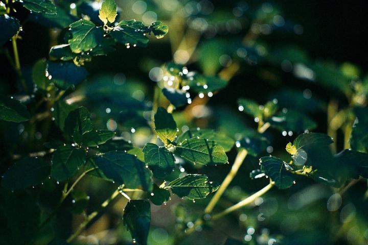 Morning Magic [Nikon F4, Nikon Nikkor 105mm f/2.5 Ai, Kodak Vision3 200T]