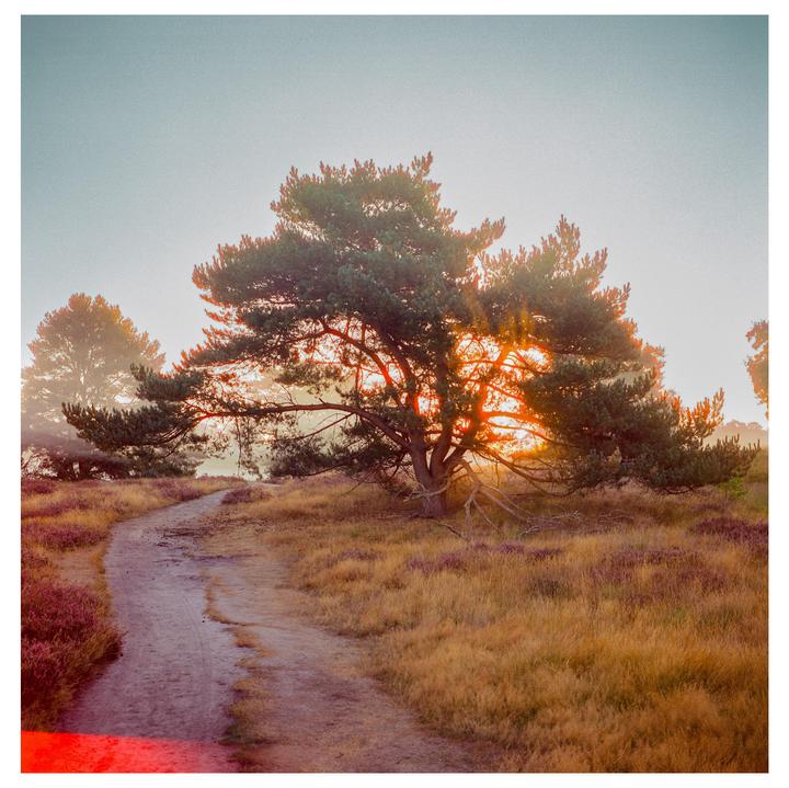 A dirt path winds through a field of tall grass and heather towards a large pine tree with the sun setting behind it.
