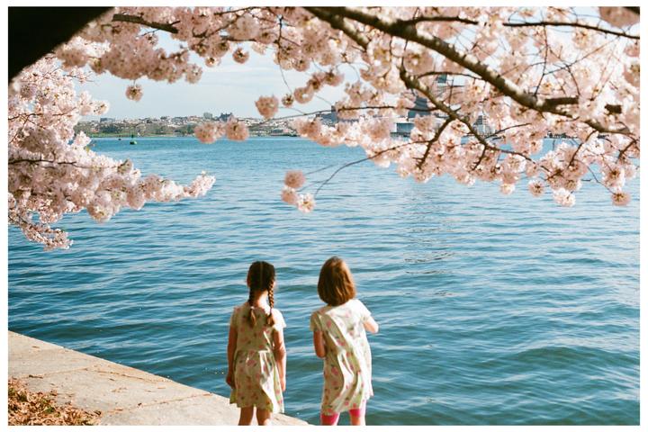 Cherry Blossoms in Baltimore | Nikon F2, 50mm f/1.4, Superia X-tra