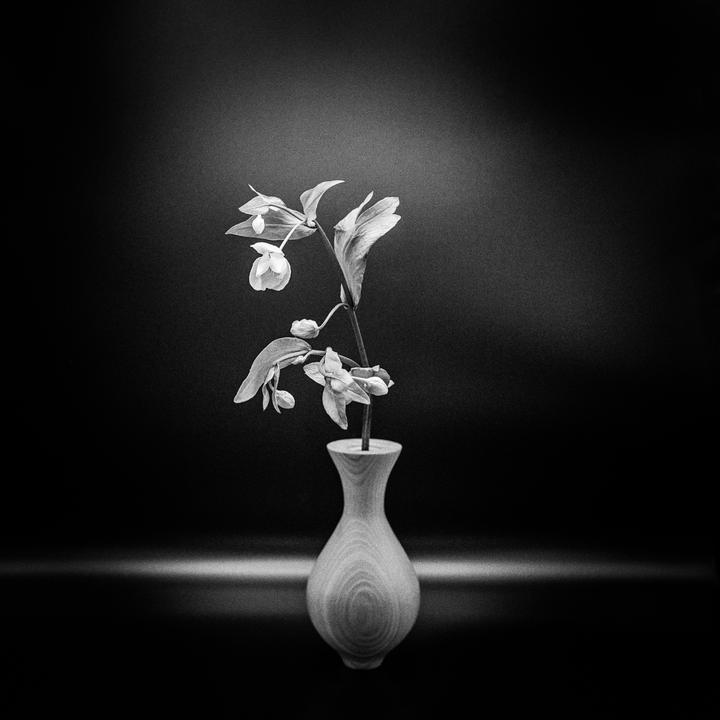 First attempts at still life. Rolleiflex 3.5f. Tmax 400.