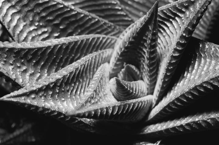 First time trying B&W | Canon EOS 30 | Ilford FP4+