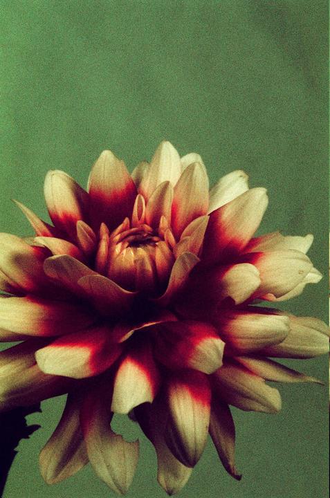 Dahlia, Harmon Phoenix 200 film, Nikon F5 camera, Nikon 105mm f/2.8D AF Micro-Nikkor lens