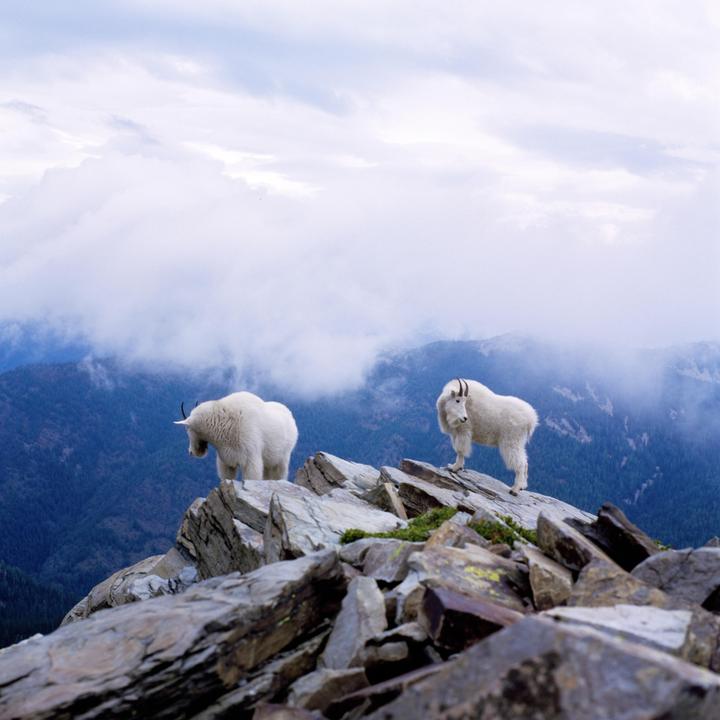 Scotchman Peak Mountain Goats [Hasselblad 500c/m, Zeiss Planar 80mm f/2.8 C, Kodak Ektachrome E100]