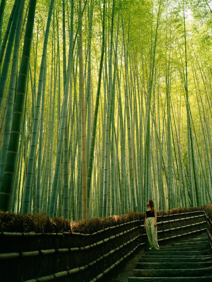 A woman stands on stone steps next to a bamboo fence, looking up at a dense bamboo forest.