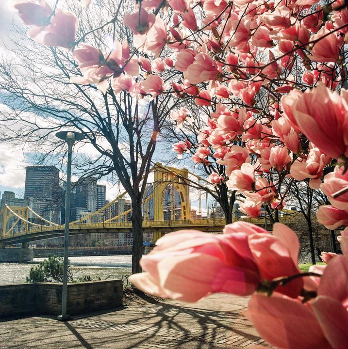 Spring in Pittsburgh (Hasselblad 500c, Gold 200)