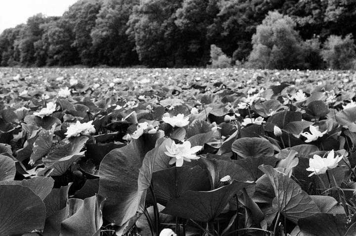 A field of water lilies and lily pads stretches towards a line of trees in the distance.