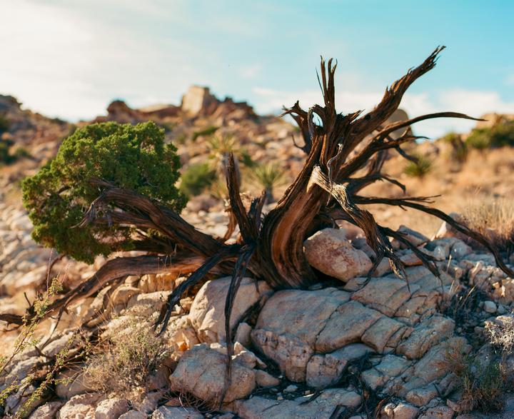 Brave Little Tree [Pentax 67, Portra, Joshua Tree National Park]