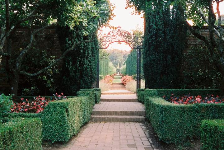 the garden / olympus 35 rc / cinestill 800t