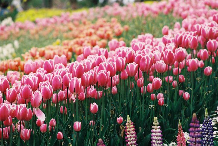 Tulips/Oly OM-4/OM 50mm f1.4 MC/Kodak Ultramax
