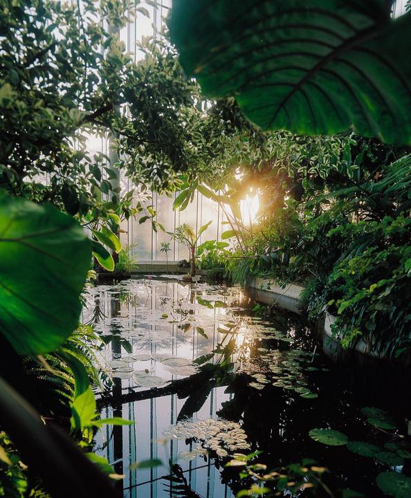 Gyoen Greenhouse Sunset | Mamiya RZ67 | 50mm | Portra 800