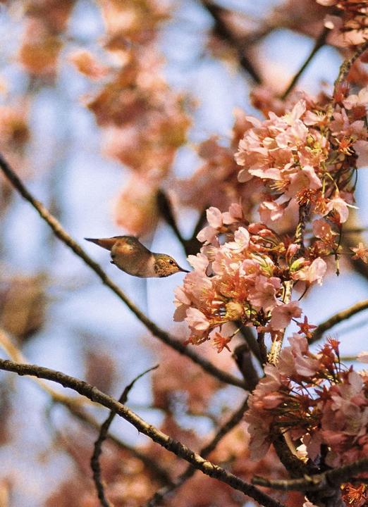 Hummingbird-Kodak gold- Fujica st801 200mm lens