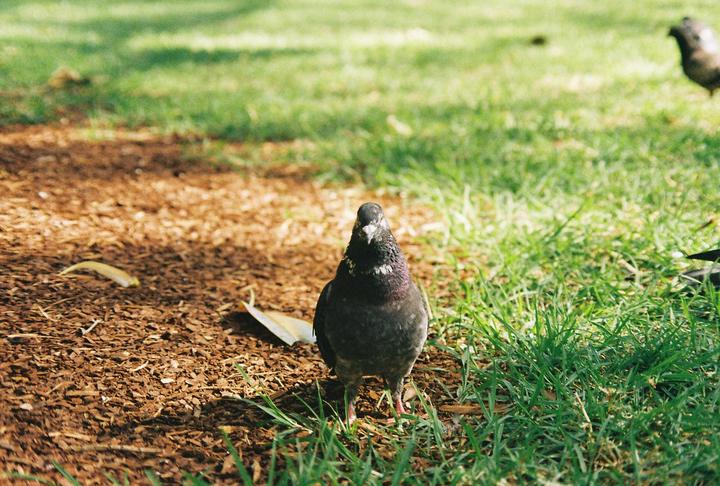 I hired this pigeon to stare at you - Canon EOS1000F (100mm)