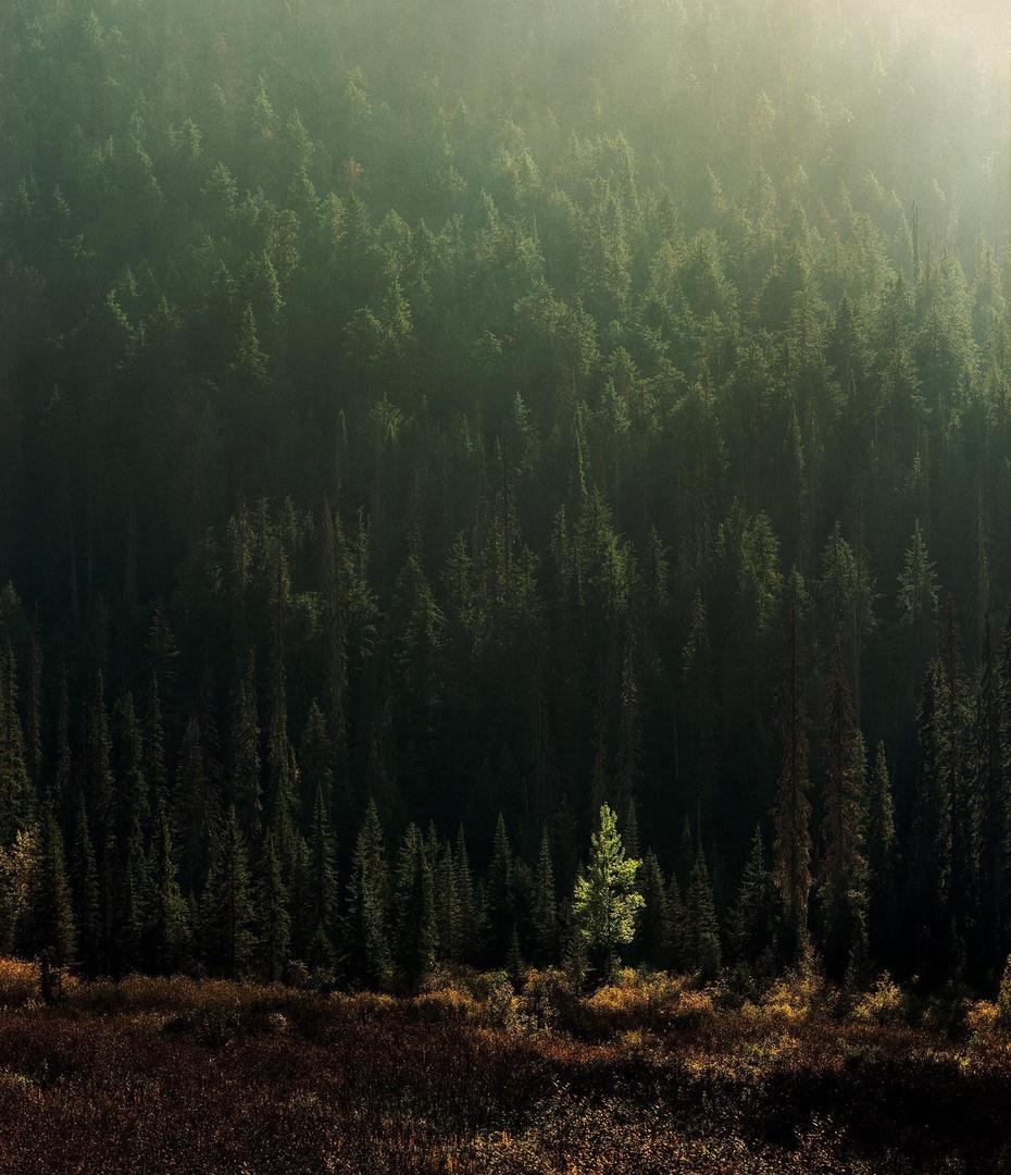 image 35692 by Bugbearphotographer